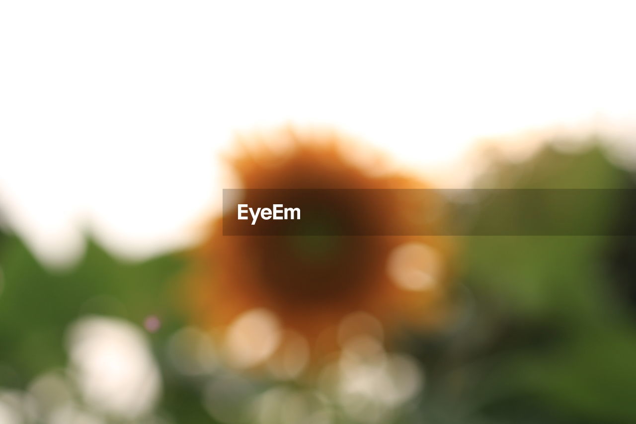 DEFOCUSED IMAGE OF PLANTS GROWING ON FIELD AGAINST SKY