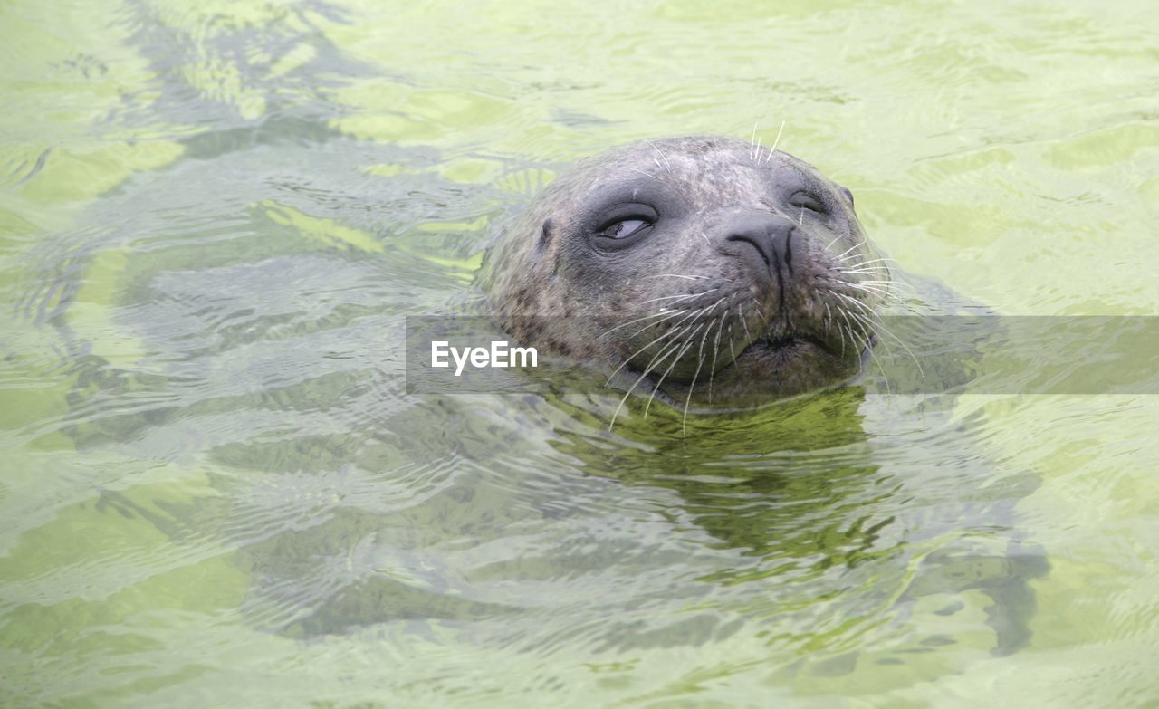 CLOSE-UP OF TURTLE IN SWIMMING