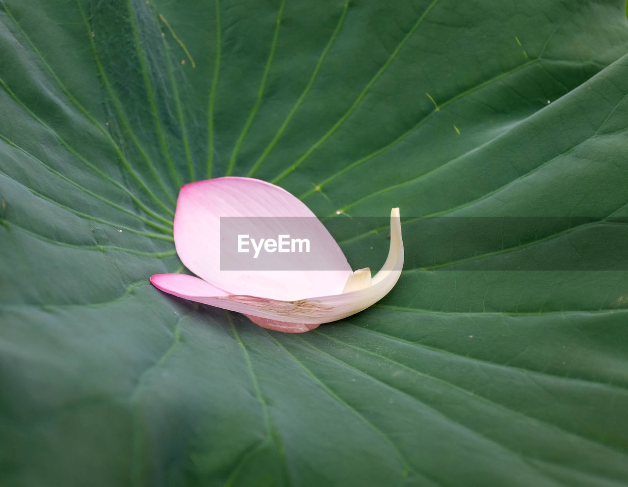 CLOSE UP OF PINK LEAF