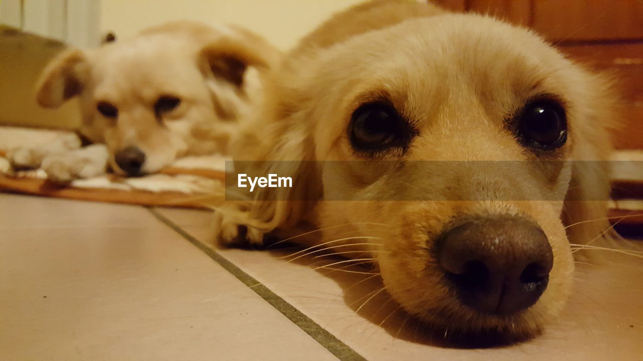 Close-up portrait of dog relaxing on floor