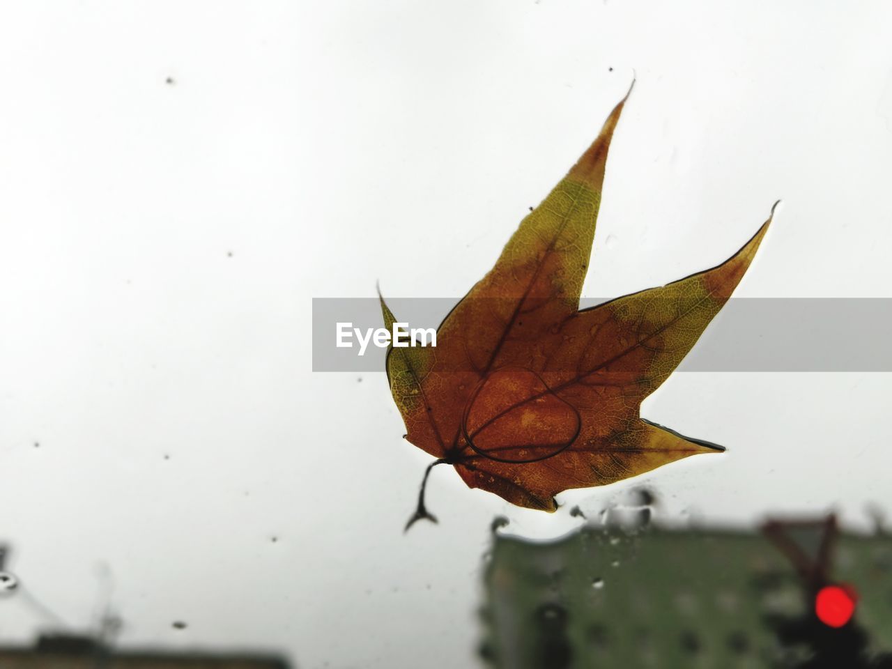 CLOSE-UP OF DRY MAPLE LEAF ON WATER