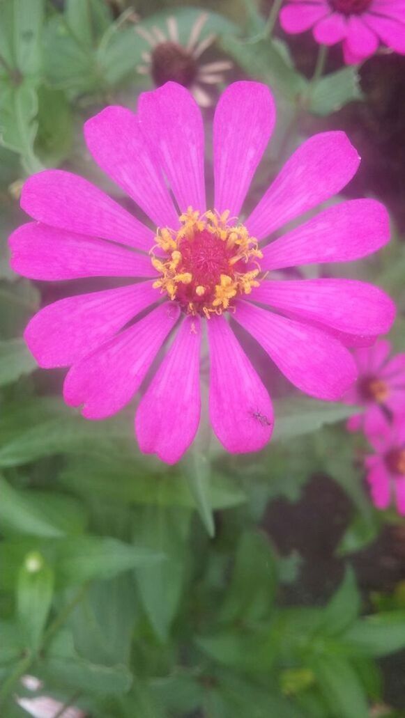 CLOSE-UP OF PINK FLOWER BLOOMING OUTDOORS