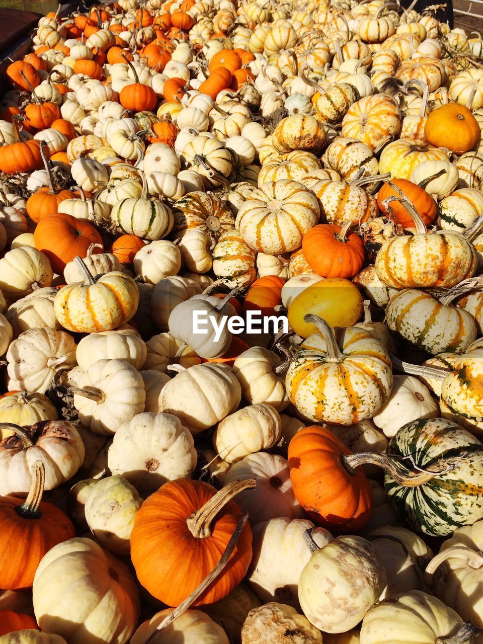 High angle view of pumpkins on field