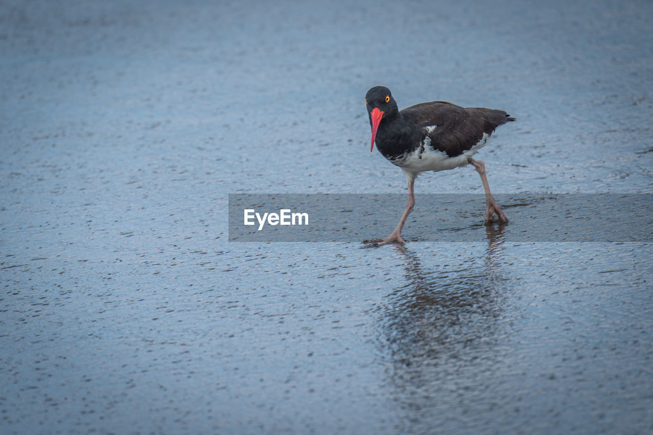 High angle view of oystercatcher at beach