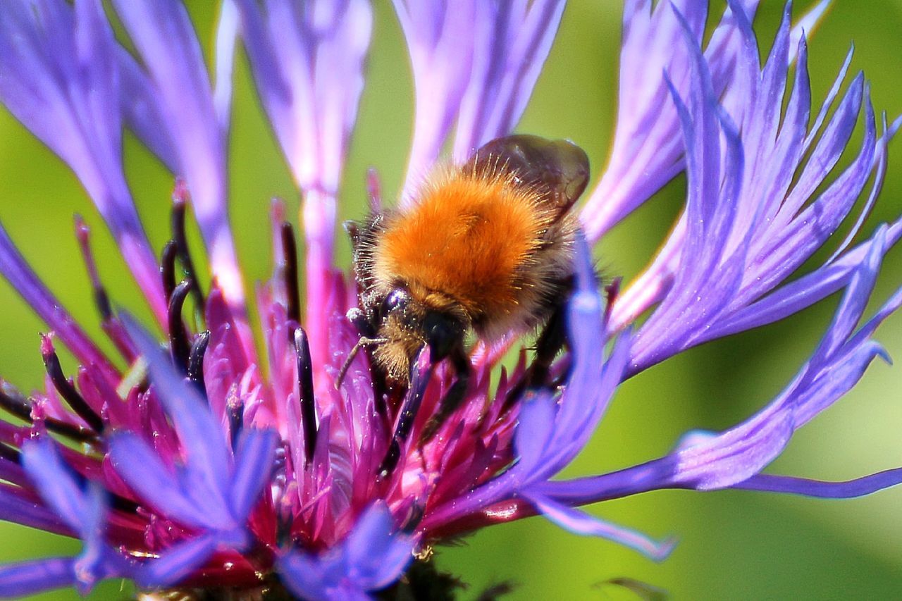 Close-up of shot bee pollinating flower