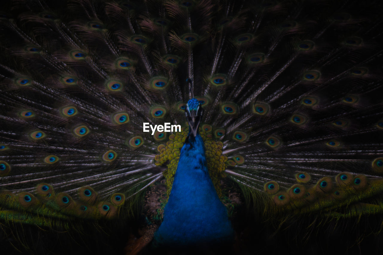 blurred motion of peacock