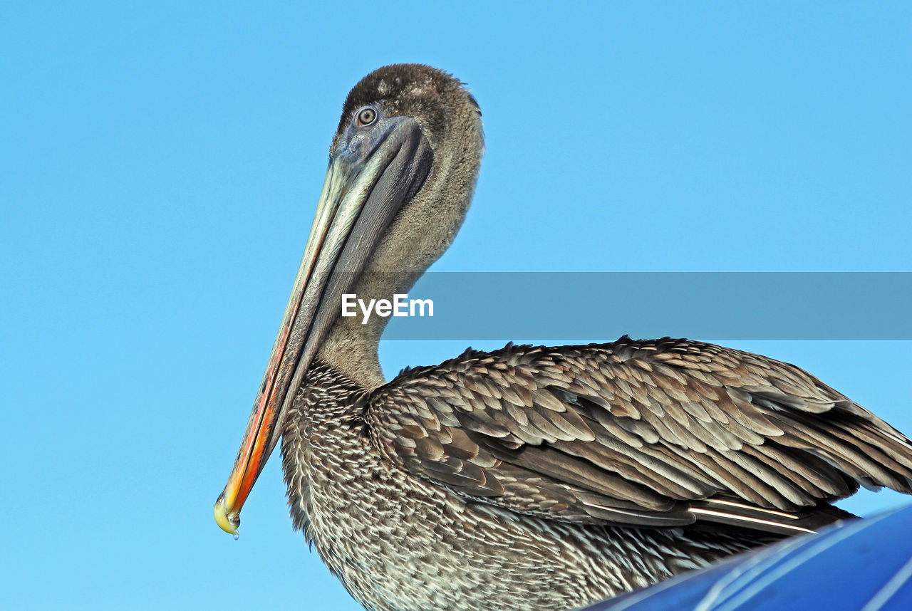 LOW ANGLE VIEW OF BIRD PERCHING ON ROCK