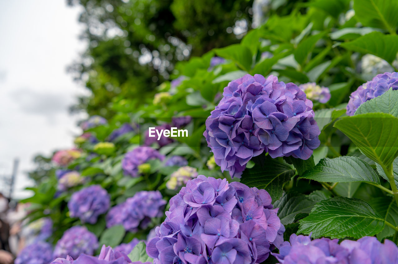 plant, flower, flowering plant, freshness, beauty in nature, purple, nature, plant part, leaf, growth, close-up, fragility, hydrangea, petal, garden, flower head, inflorescence, lilac, no people, day, outdoors, springtime, focus on foreground, botany, food and drink, green, hydrangea serrata, blossom, vegetable, food
