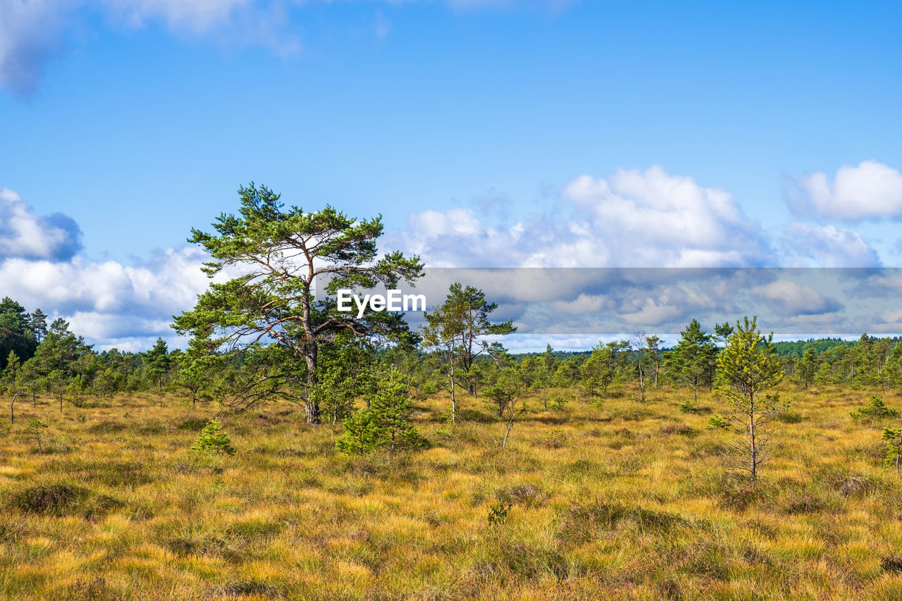 Pine trees on a bog in the wilderness