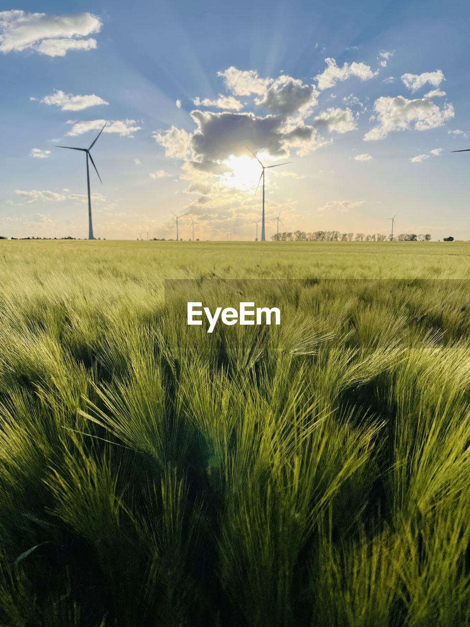 environment, landscape, sky, power generation, environmental conservation, field, renewable energy, land, plant, agriculture, rural scene, grass, alternative energy, nature, turbine, wind turbine, wind power, cloud, beauty in nature, rural area, prairie, grassland, crop, cereal plant, electricity, plain, growth, wind, horizon, scenics - nature, barley, sunlight, technology, no people, environmental issues, sustainable resources, farm, outdoors, windmill, meadow, food, social issues, power supply, horizon over land, tranquility, blue, green, power in nature, tranquil scene, day, sunset, urban skyline