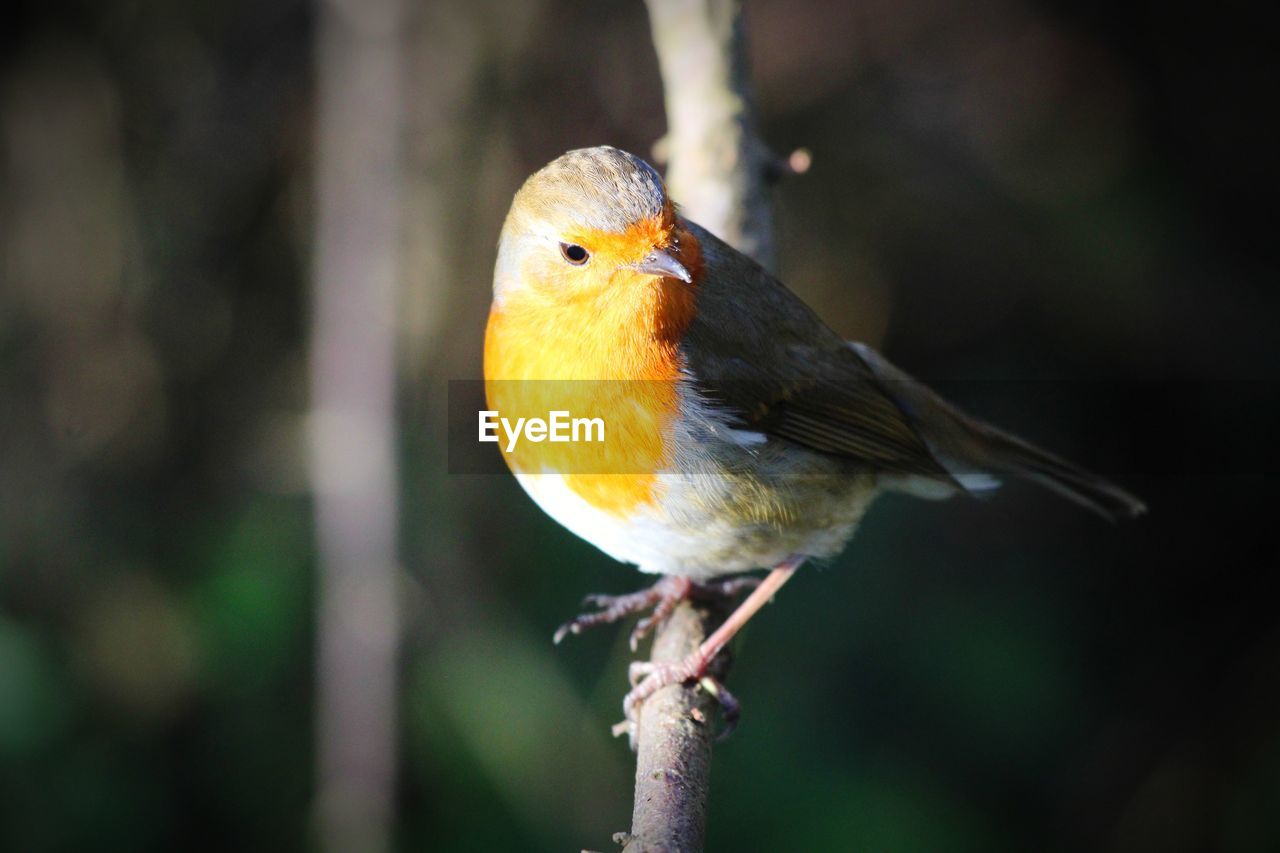 close-up of bird perching