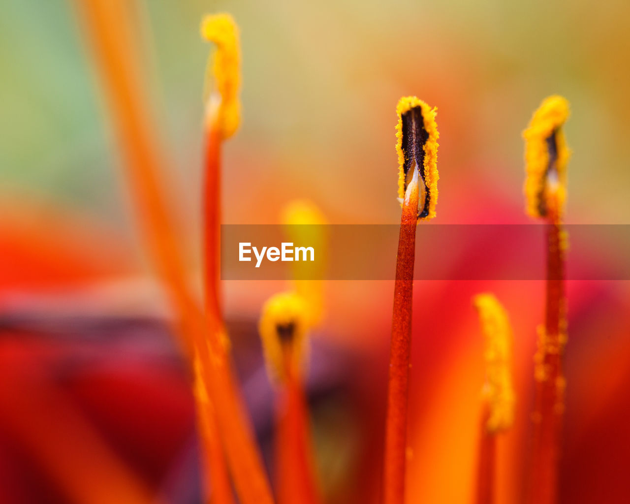 Macro shot of stamens