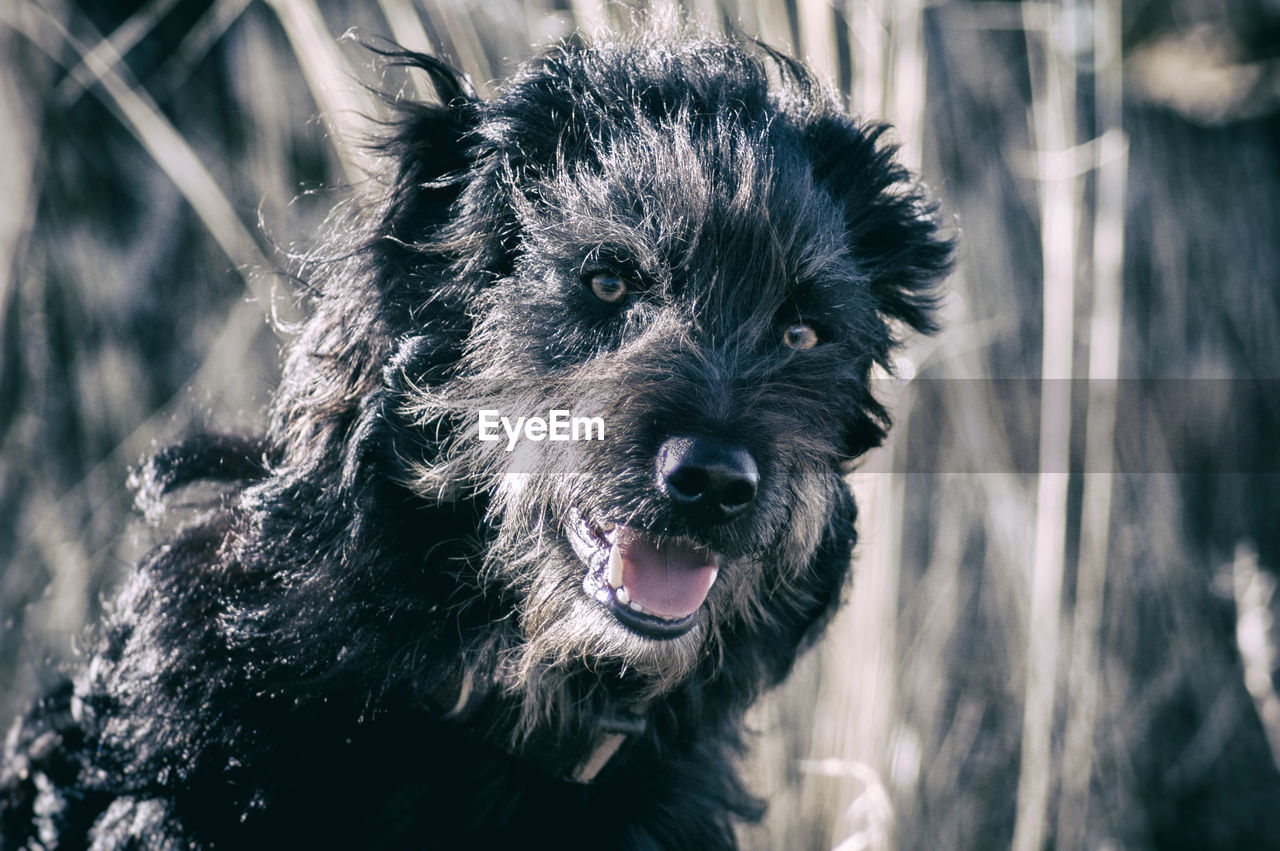 CLOSE-UP PORTRAIT OF DOG ON THE FIELD