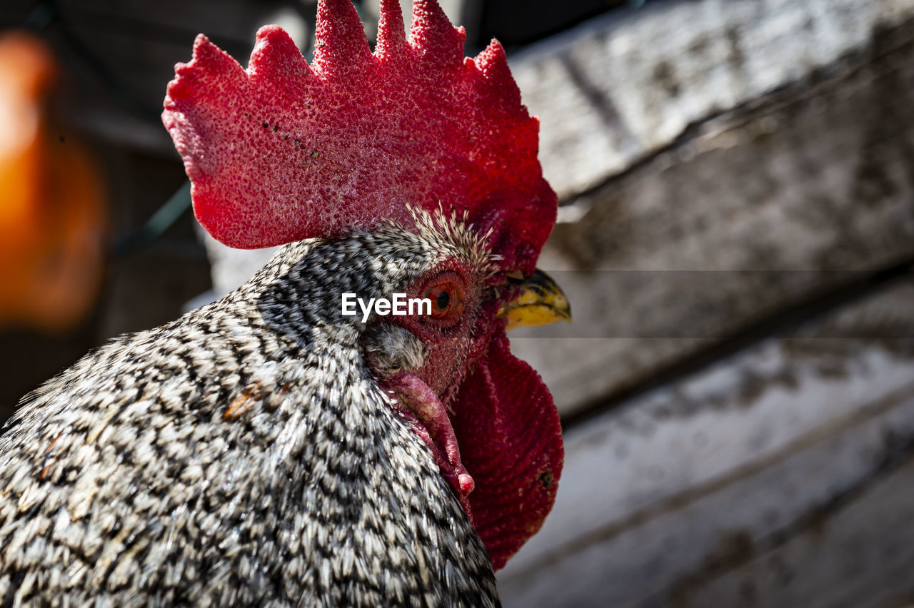 Close-up of rooster