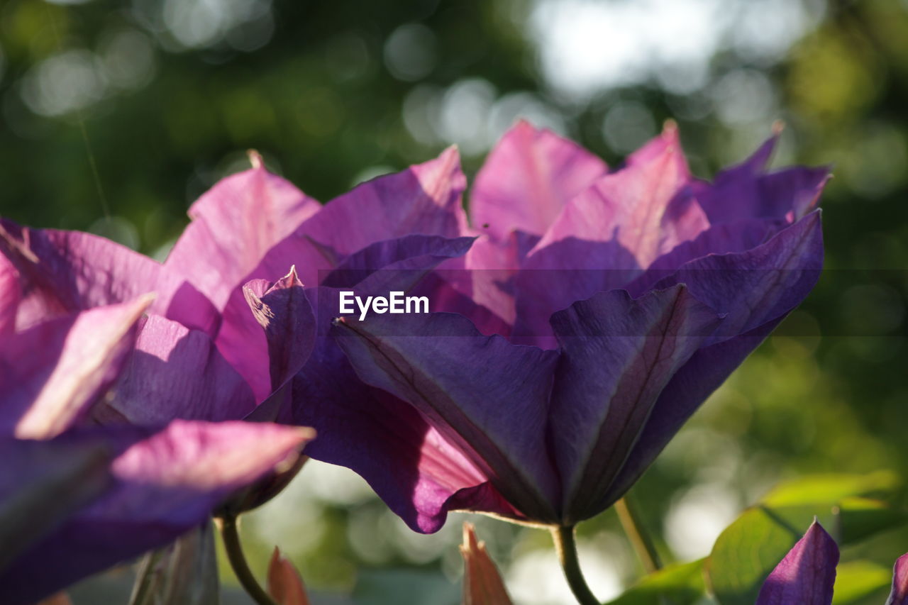 Close-up of pink flowering plant leaves