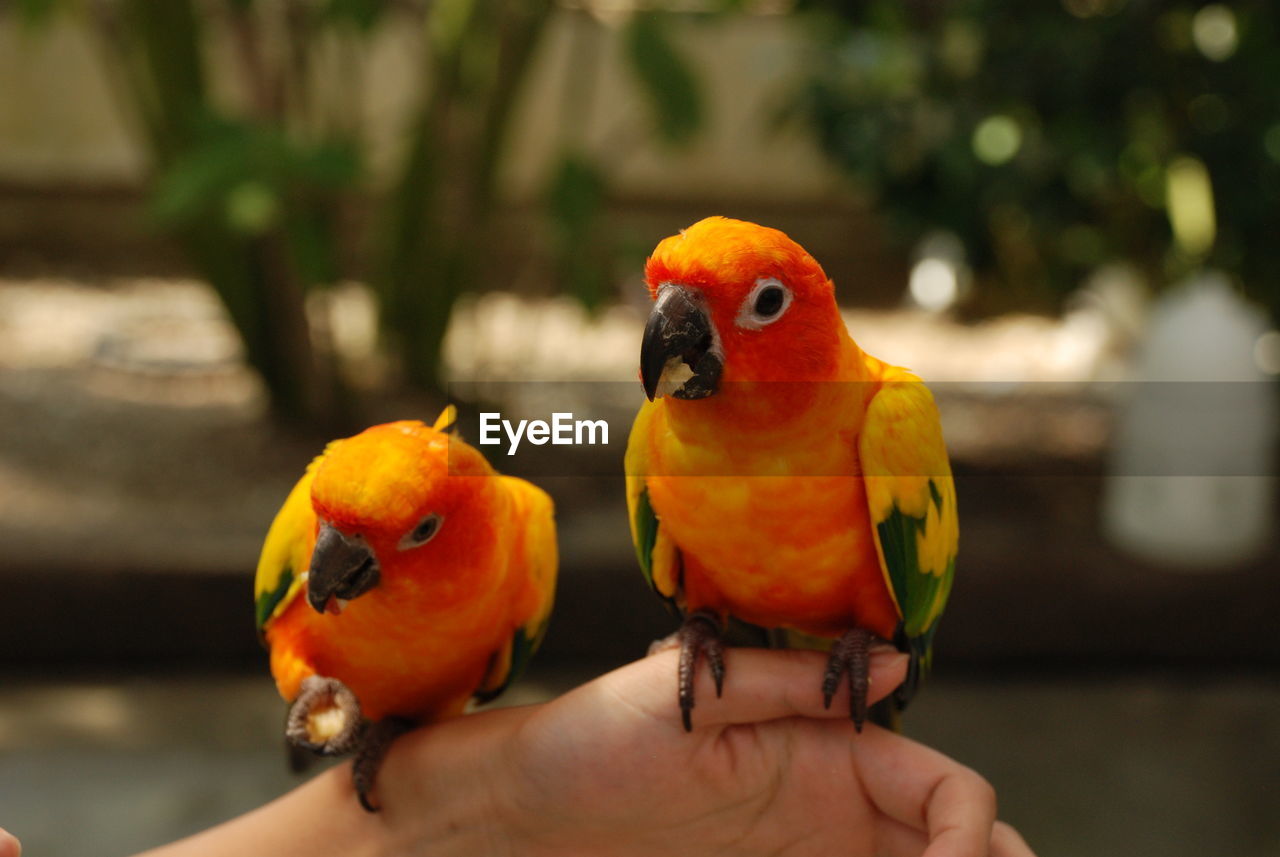 Close-up of hand holding parrot