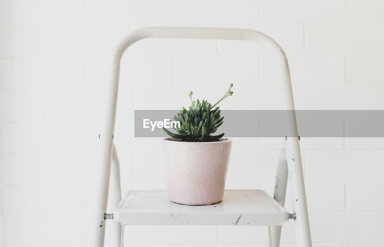Closeup of succulent plant in pink pot on step ladder against white painted brick wall 