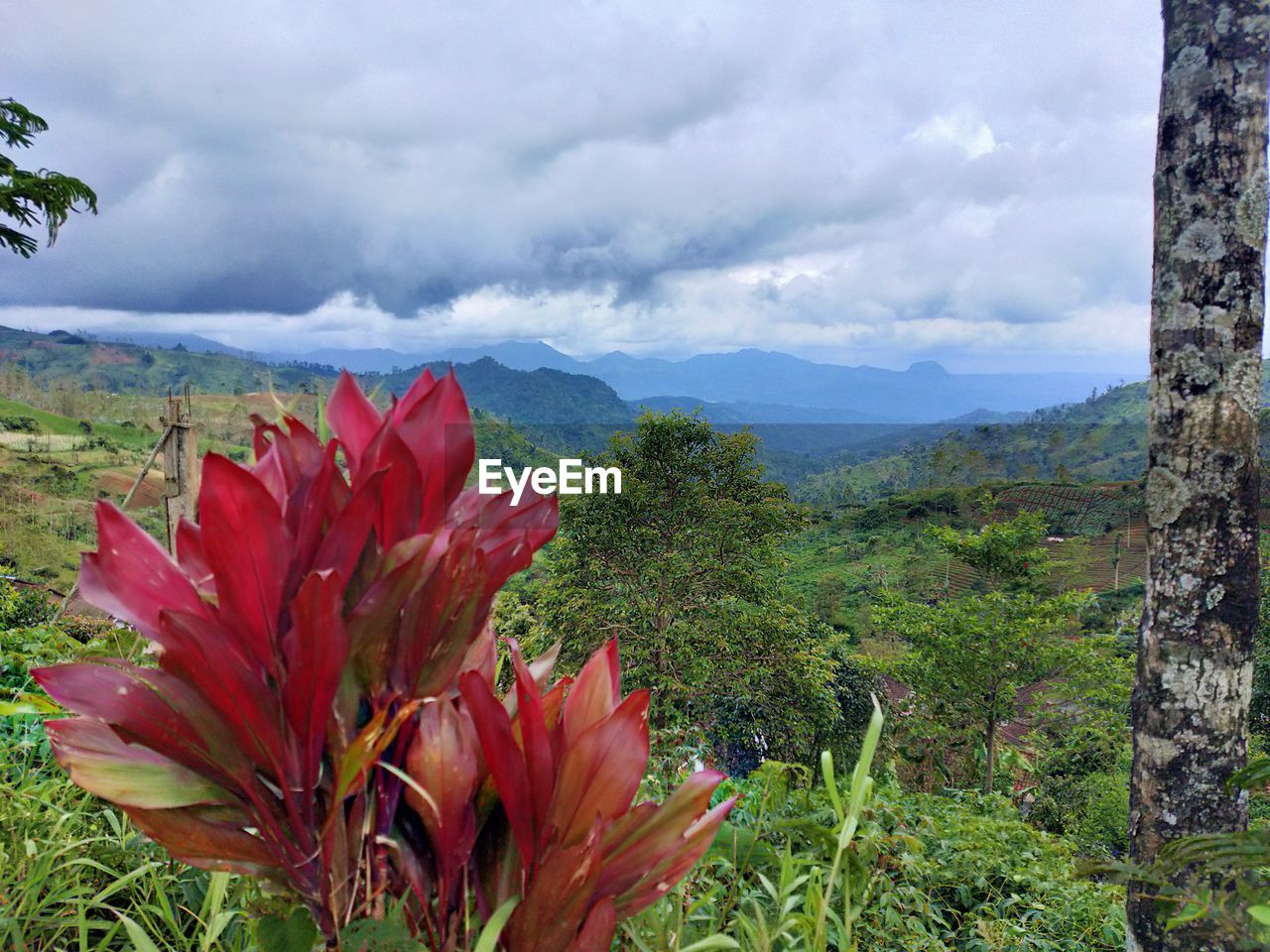 SCENIC VIEW OF RED FLOWERING PLANTS AGAINST SKY