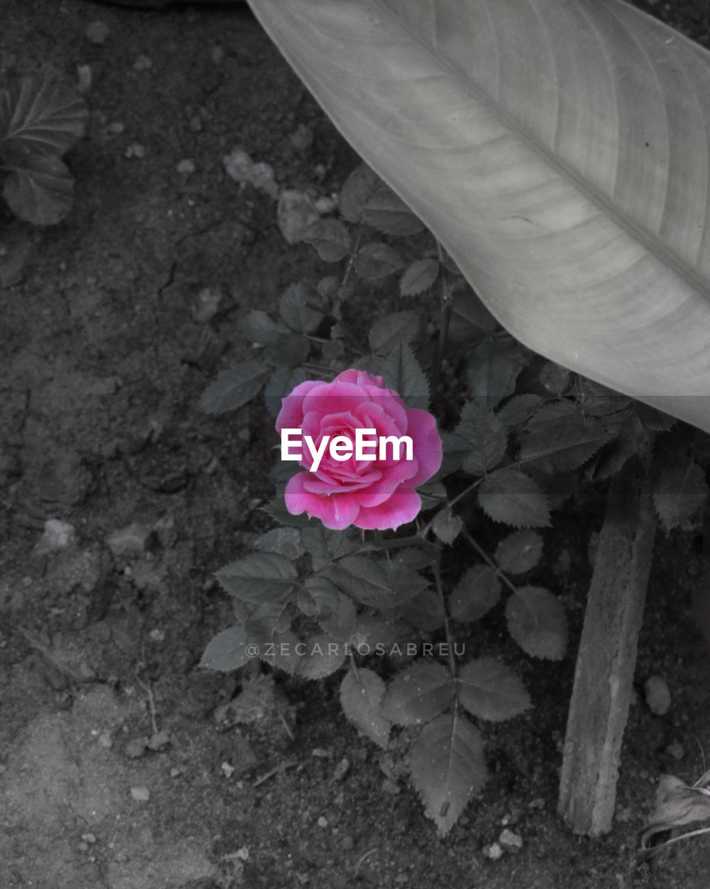 HIGH ANGLE VIEW OF PINK FLOWER ON PLANT