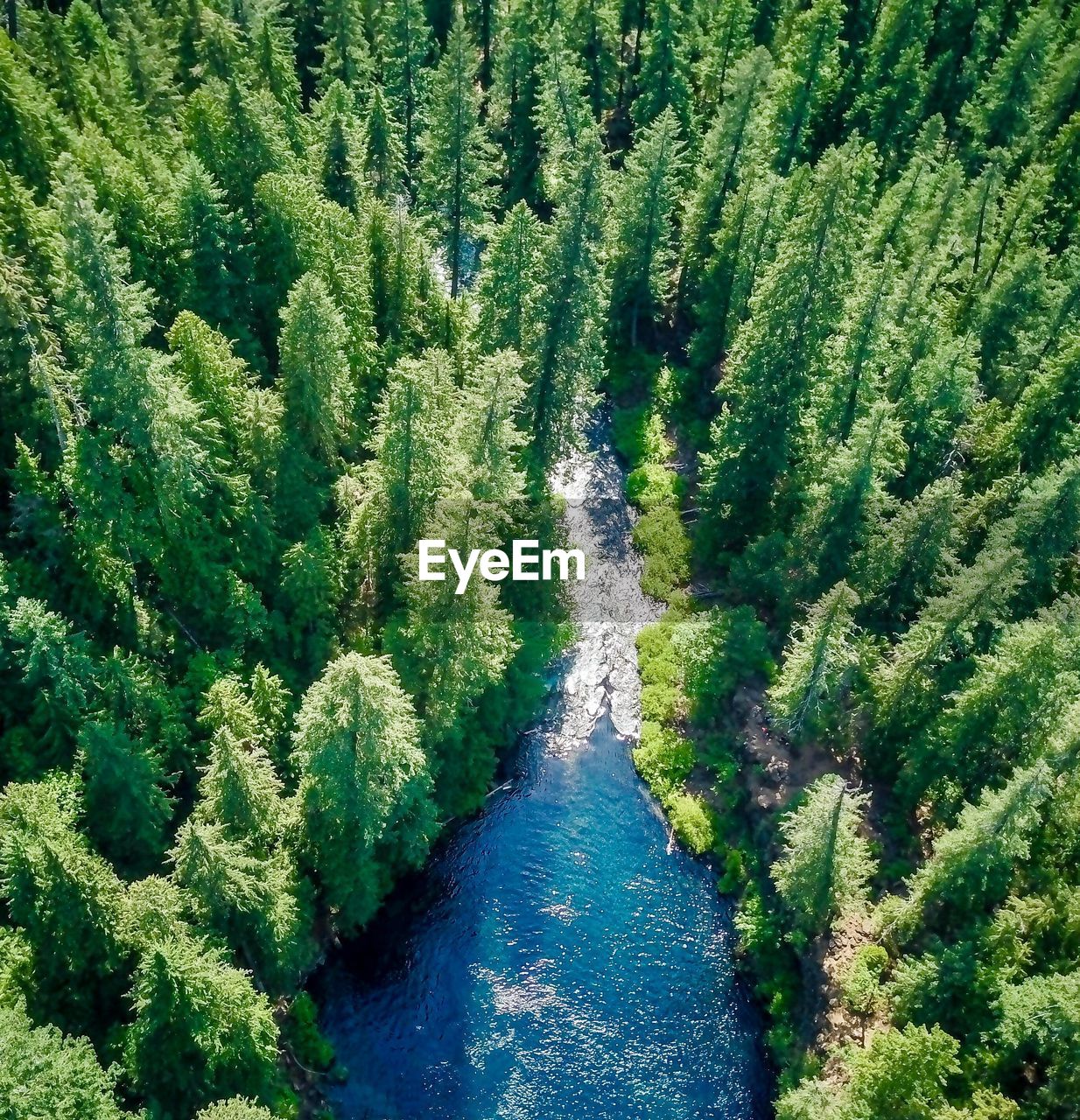 HIGH ANGLE VIEW OF PINE TREE IN FOREST