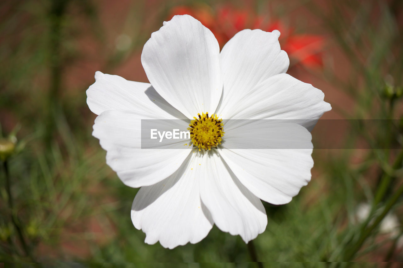 CLOSE-UP OF WHITE FLOWERING PLANTS