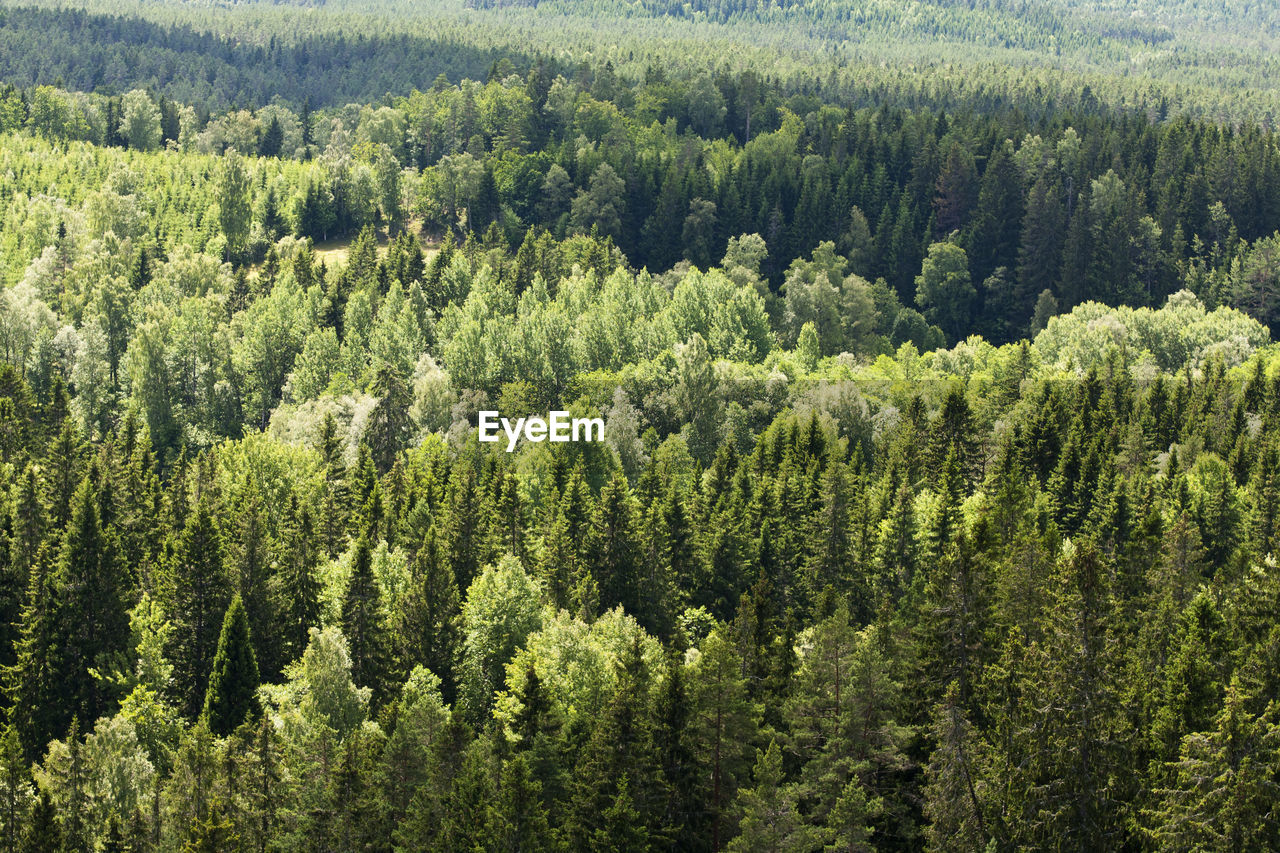Pine trees in forest
