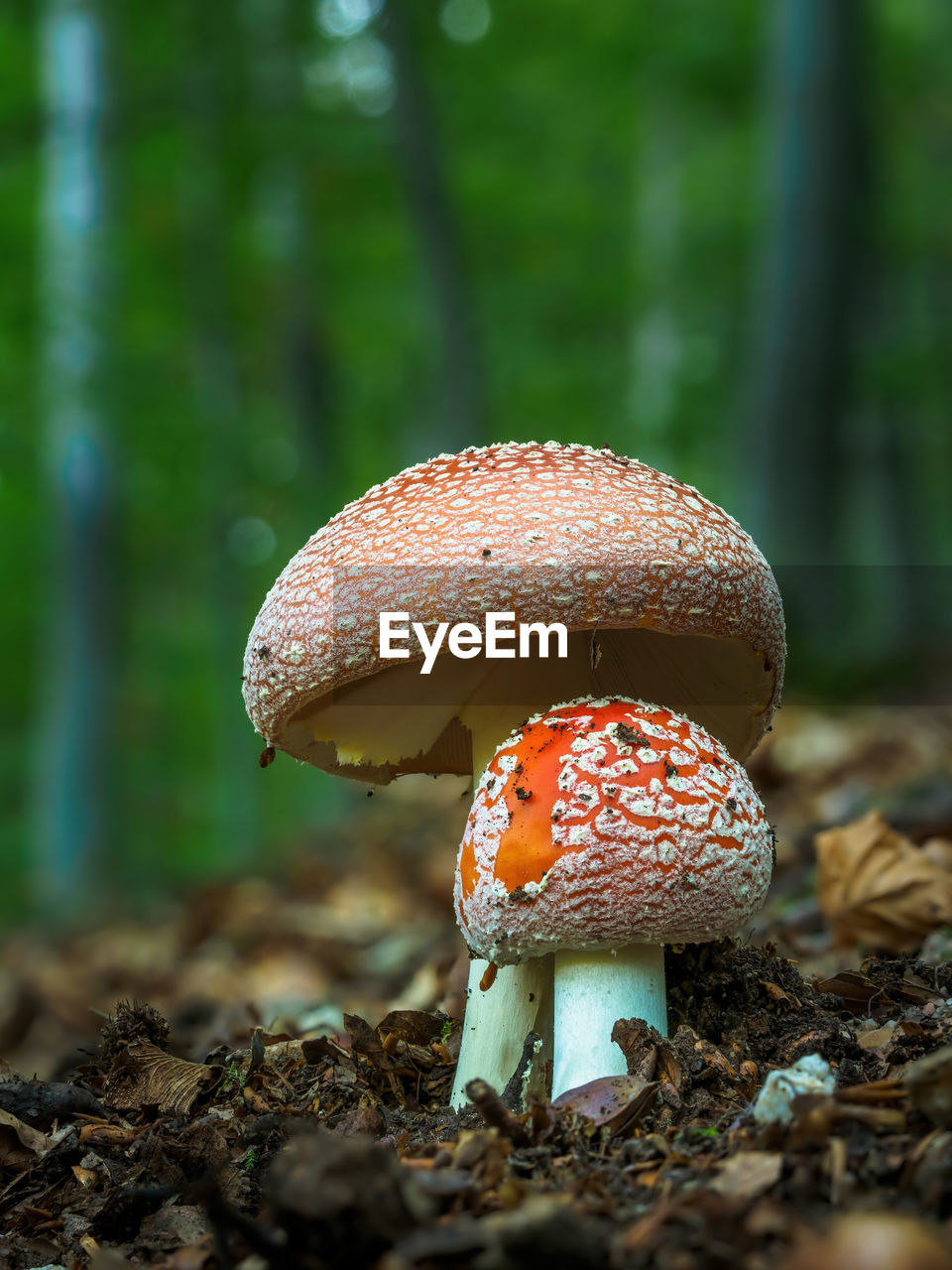 CLOSE-UP OF FLY AGARIC MUSHROOM