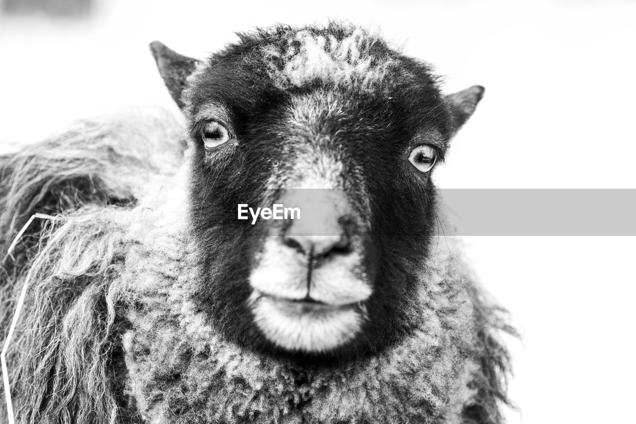 mammal, animal themes, animal, one animal, sheep, domestic animals, portrait, black and white, pet, looking at camera, livestock, animal body part, close-up, animal head, monochrome photography, no people, animal wildlife, monochrome, goat-antelope, day