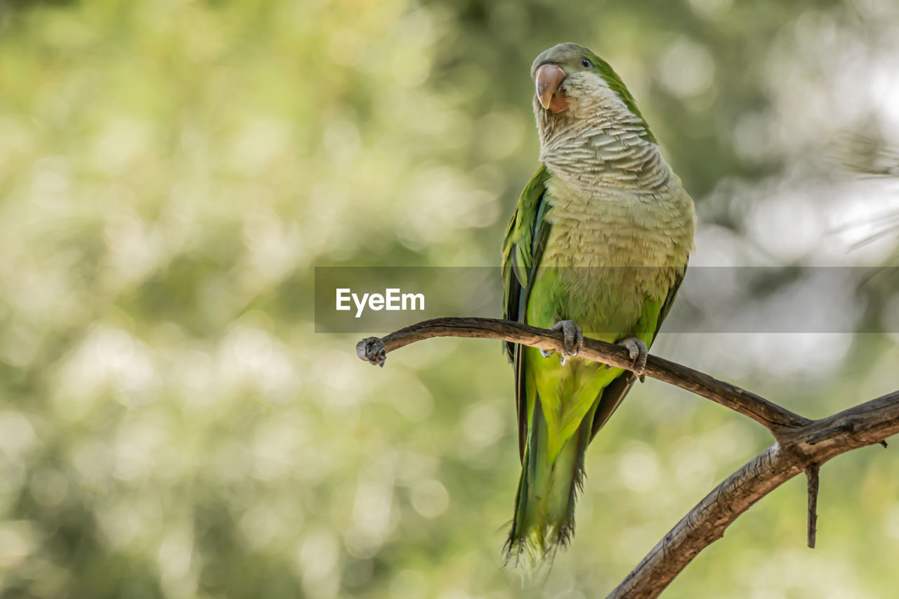 BIRD PERCHING ON A BRANCH