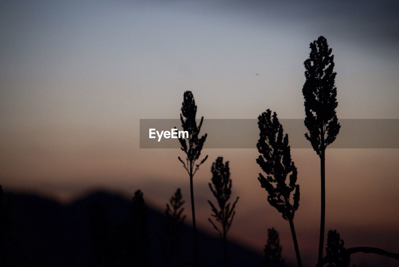 Silhouette plants against clear sky during sunset