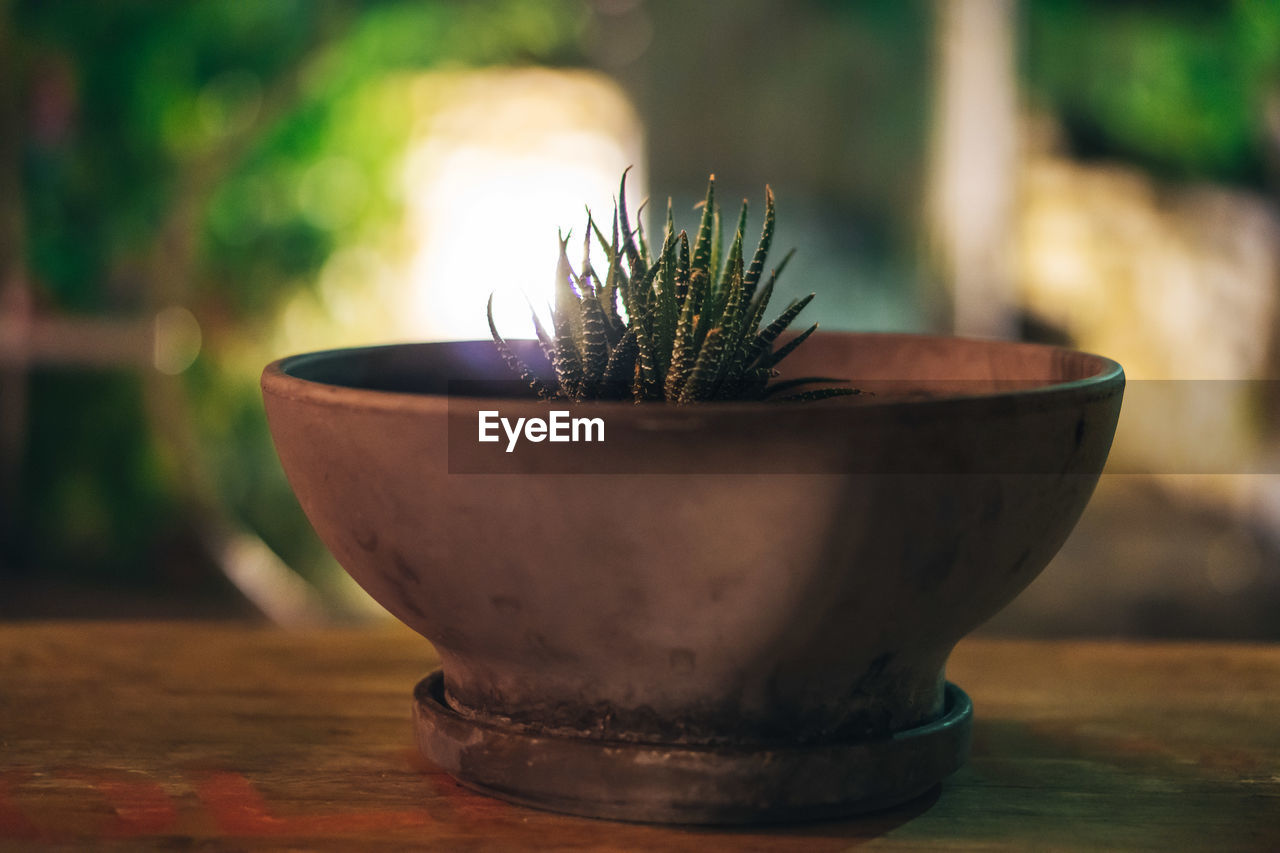 Close-up of potted plant on table