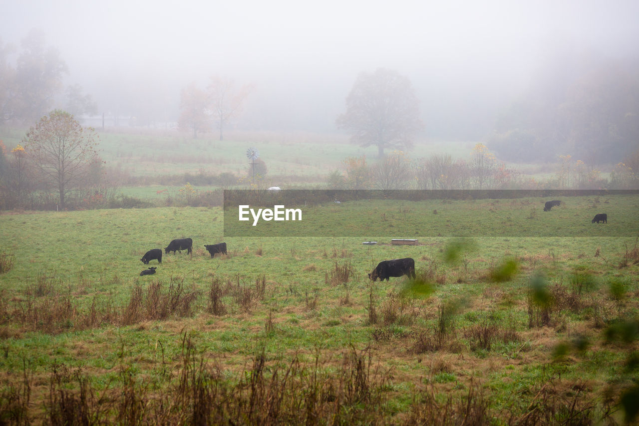 Cattle grazing on field in foggy weather