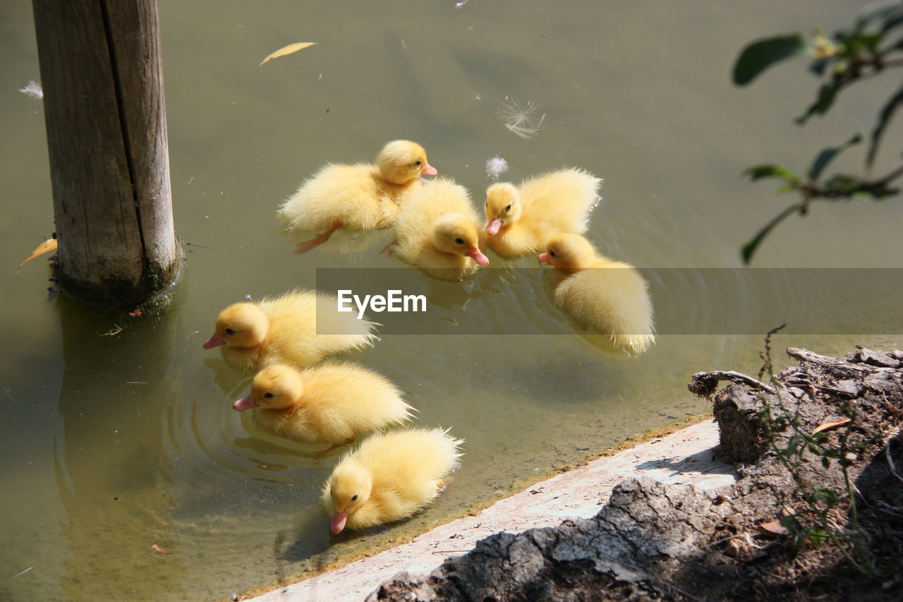 SHEEP IN WATER