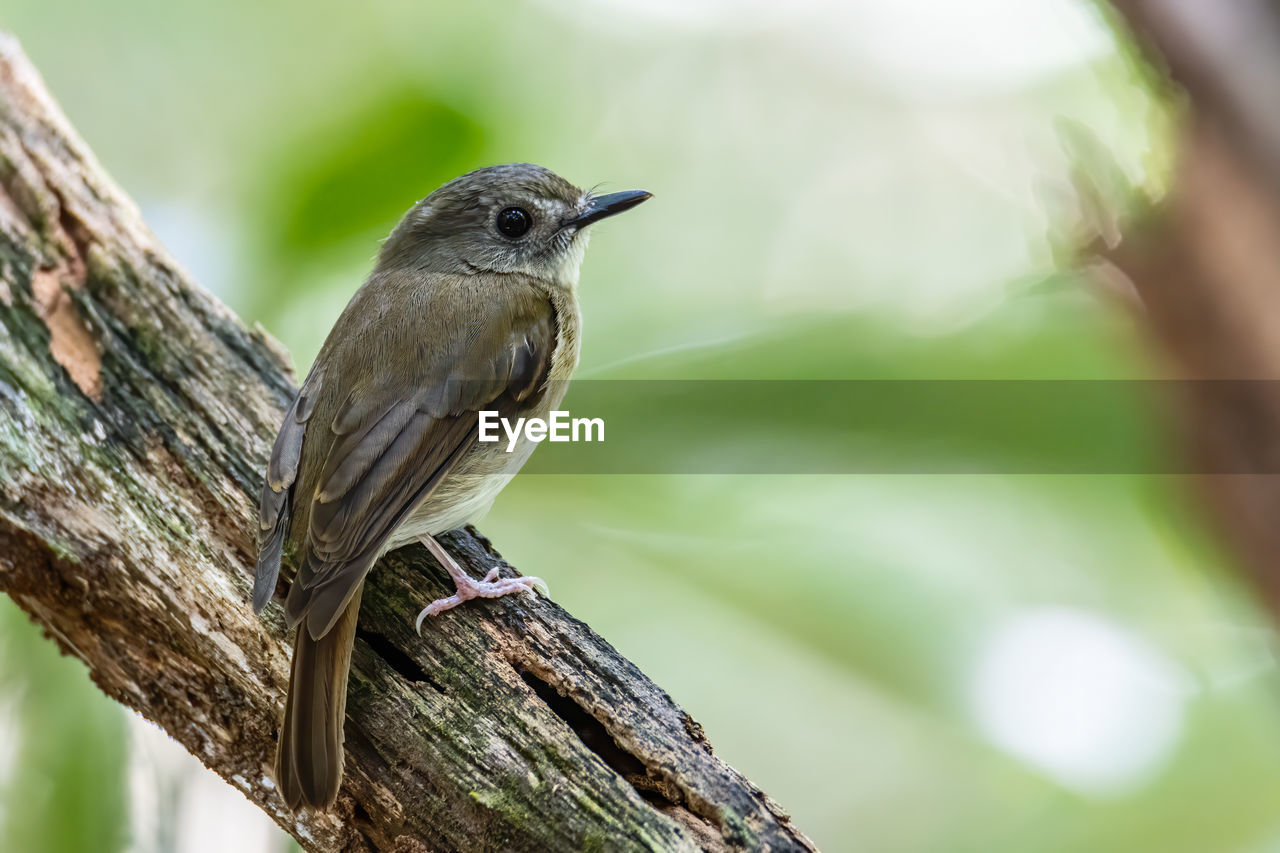 BIRD PERCHING ON A TREE