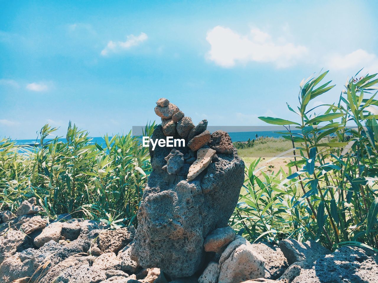 Rocks and plants on coast