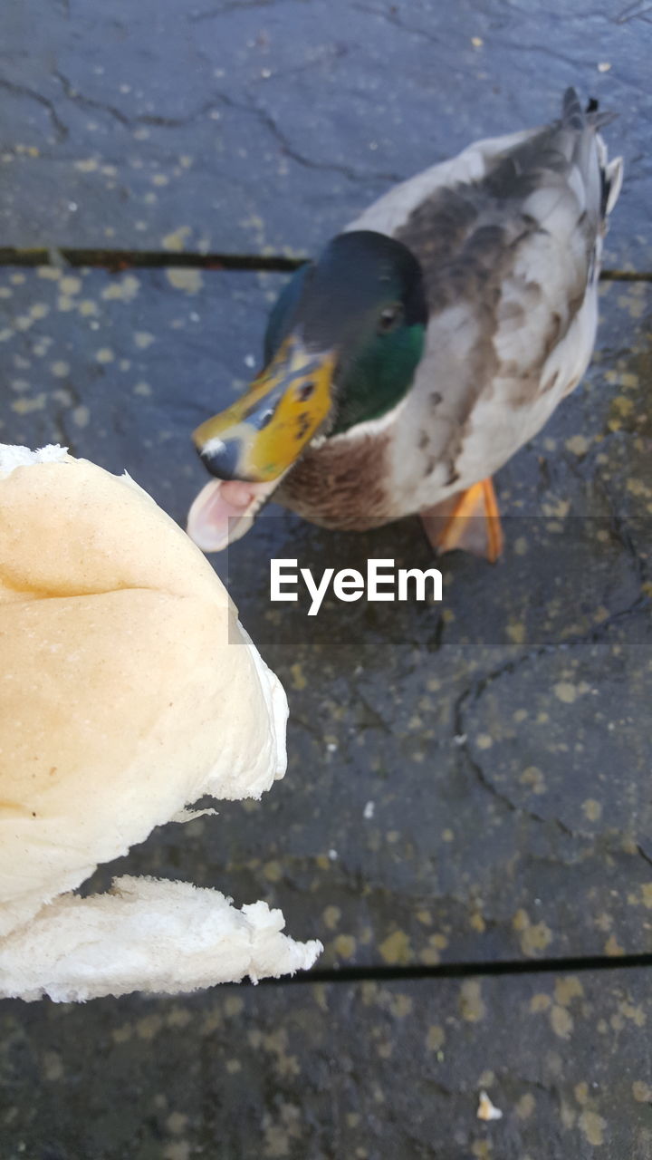 CLOSE-UP OF BIRDS