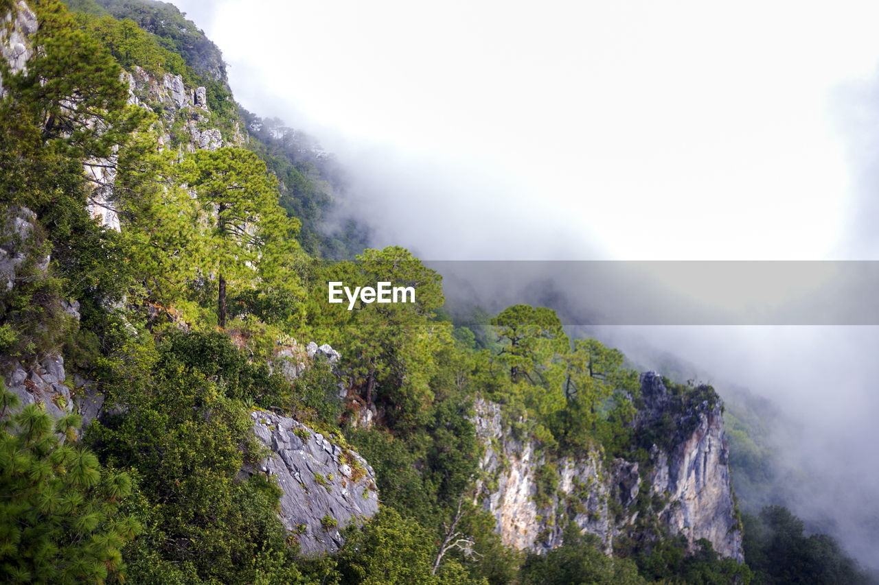 SCENIC VIEW OF TREES ON MOUNTAINS