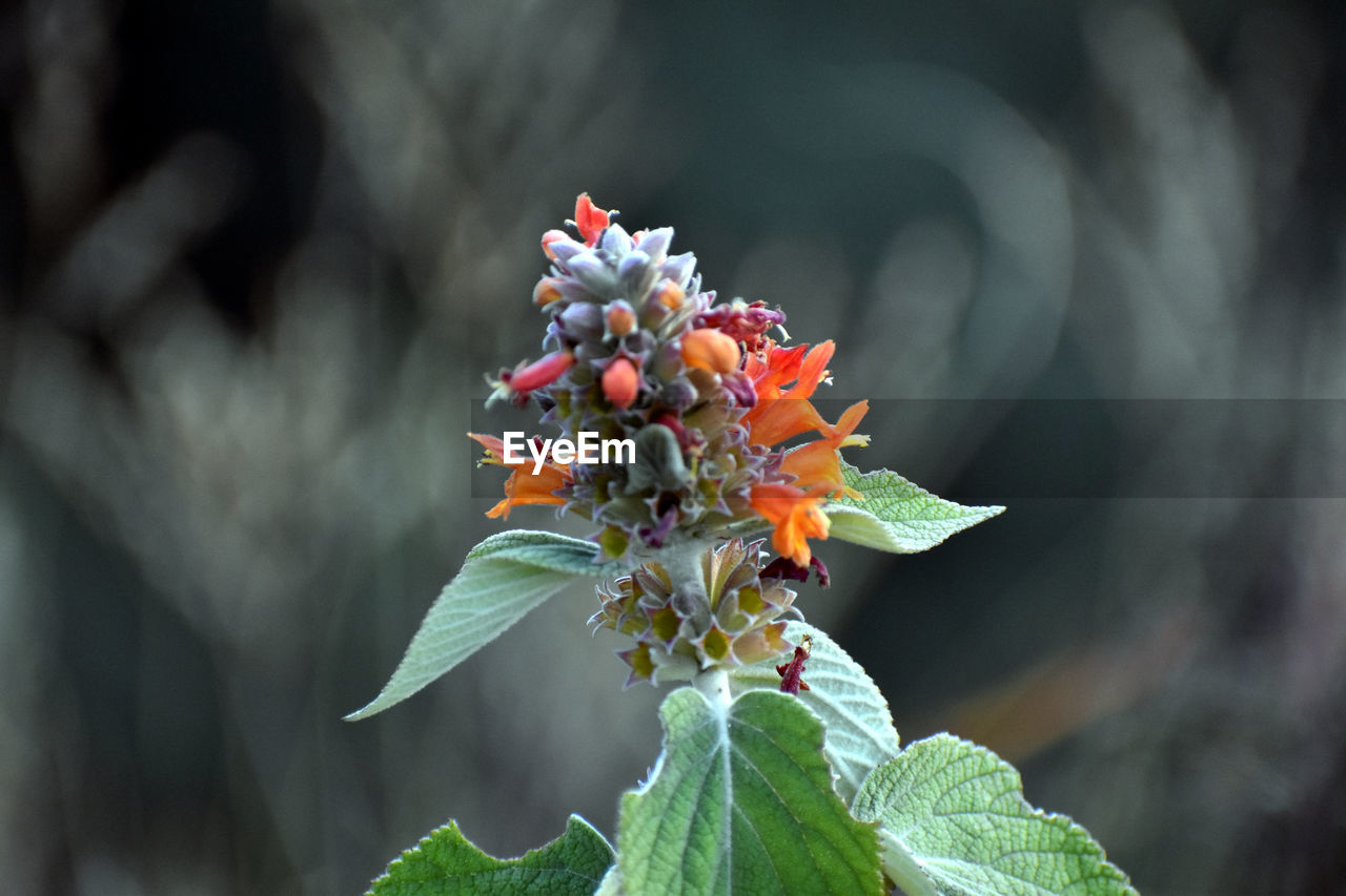 CLOSE-UP OF RED FLOWERING PLANTS