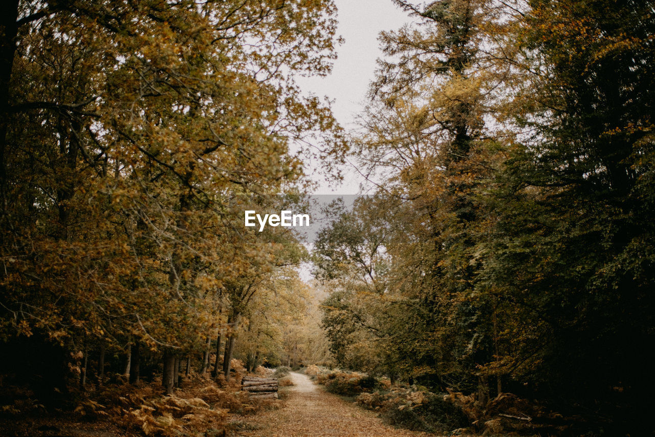 Footpath amidst trees in forest during autumn