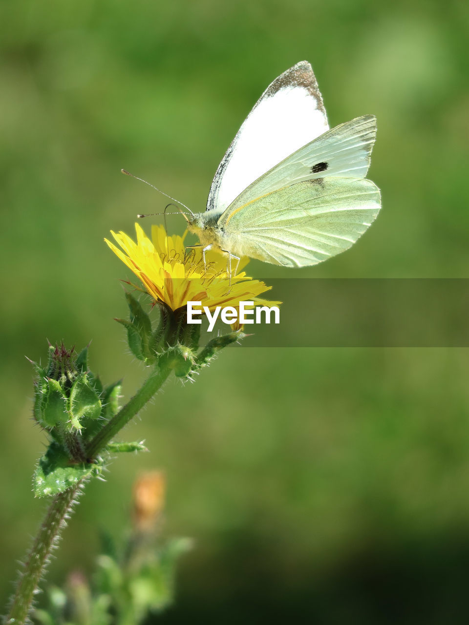 BUTTERFLY POLLINATING FLOWER