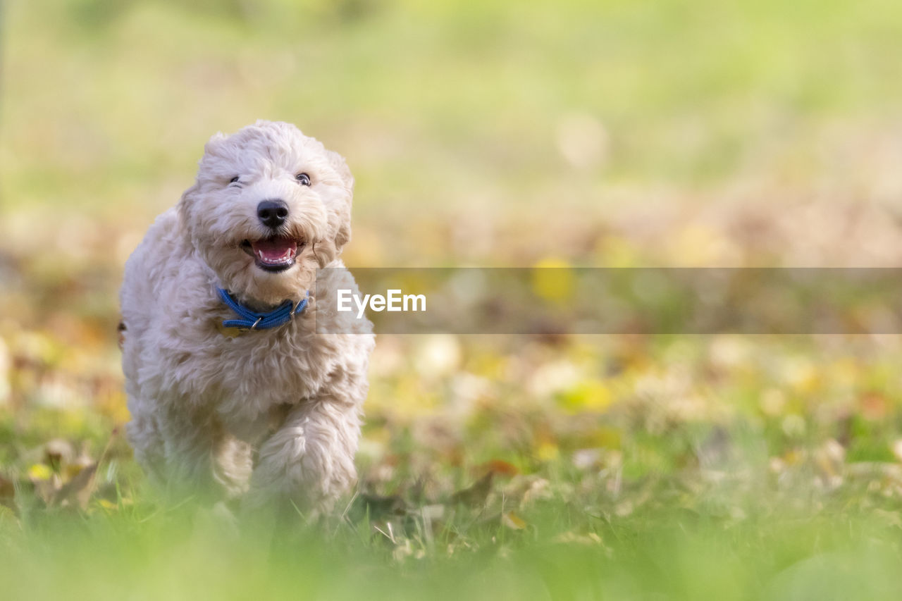 Poochon puppy running with his mouth open on green grass in a park looking into the camera