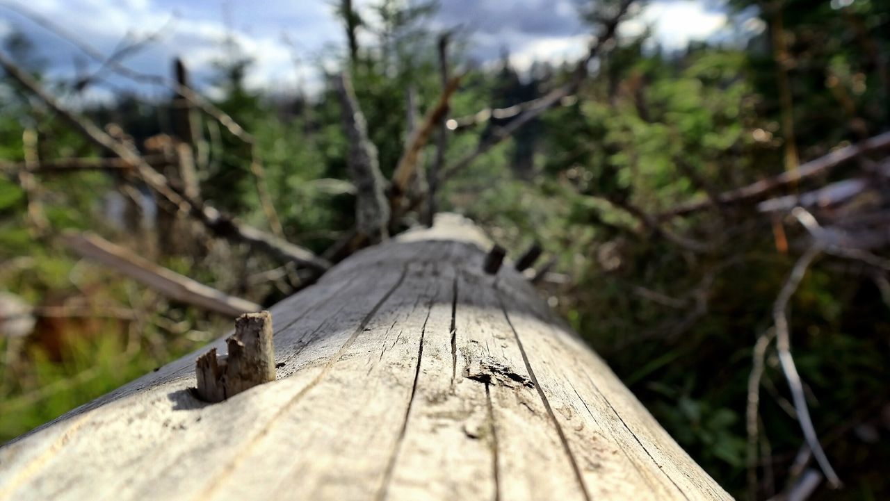 WOODEN BOARDWALK IN FOREST