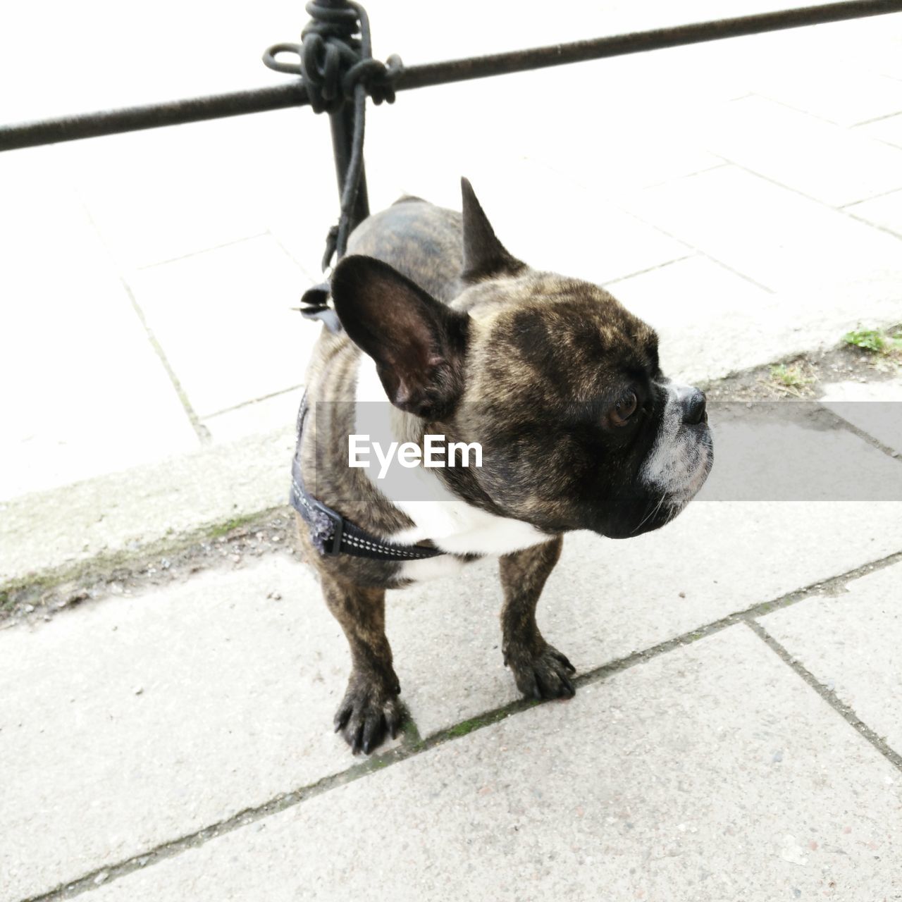 DOG STANDING ON FOOTPATH