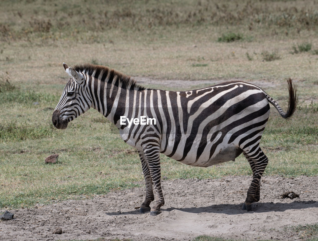 Pregnant zebra standing 