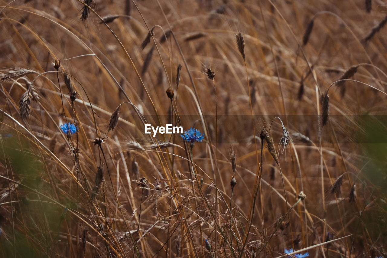 Close-up of wheat growing on field