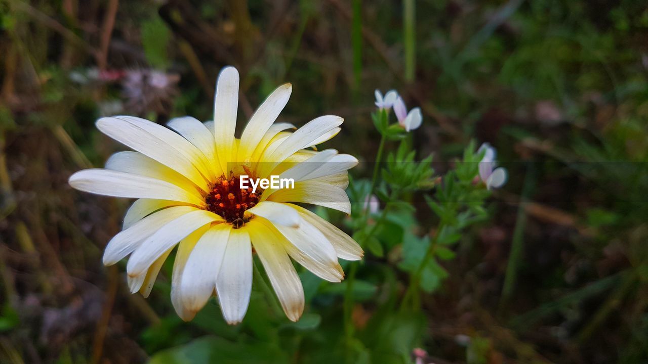 CLOSE-UP OF WHITE FLOWER WITH YELLOW PETALS