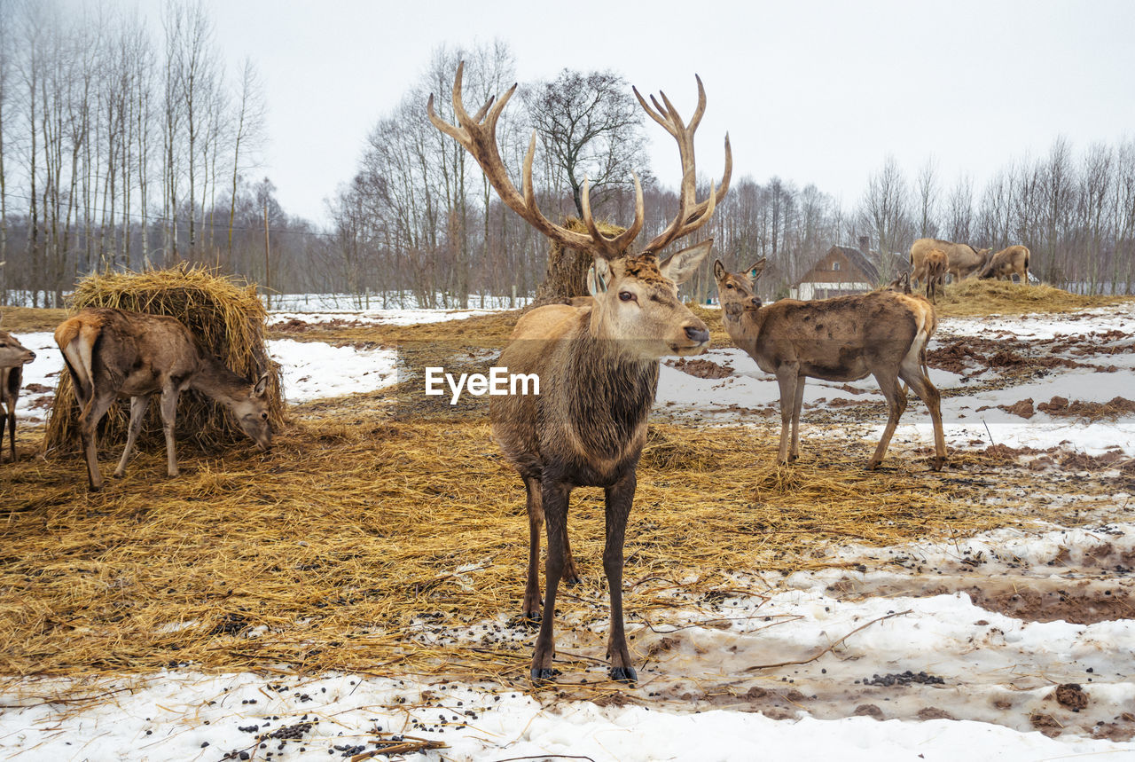 Beautiful group of deer with a male adult red deer, stag or hart, with big horn near a bale of hay