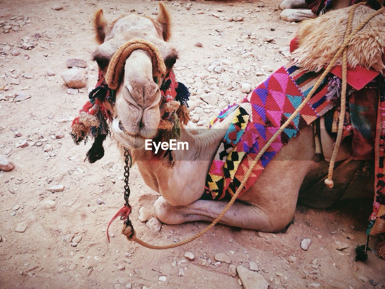 Portrait of camel relaxing on field