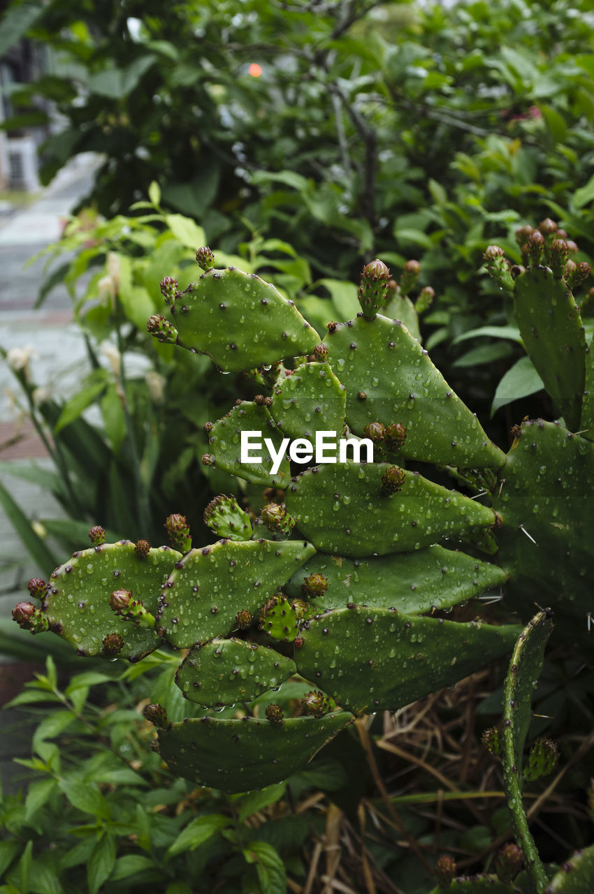 CLOSE-UP OF WET LEAVES ON PLANT