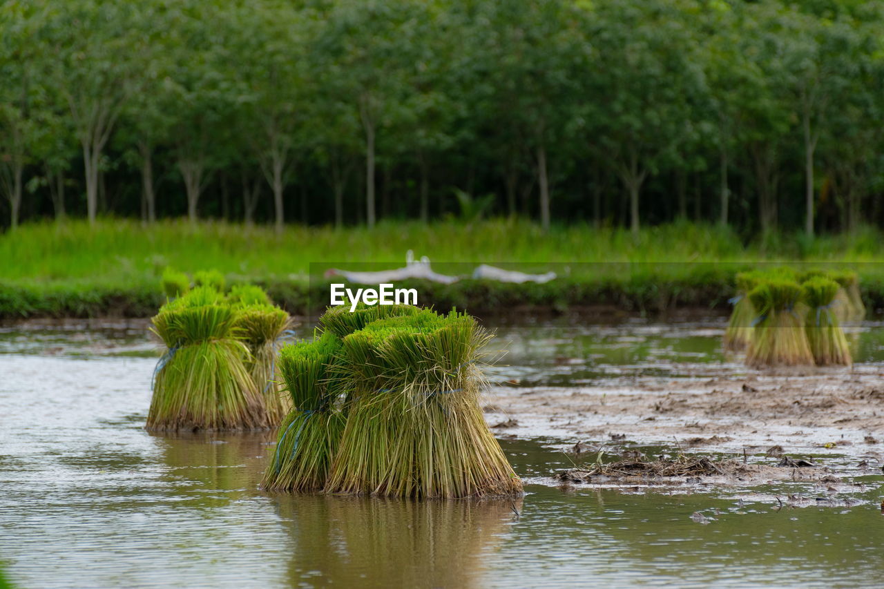 VIEW OF BIRDS IN LAKE